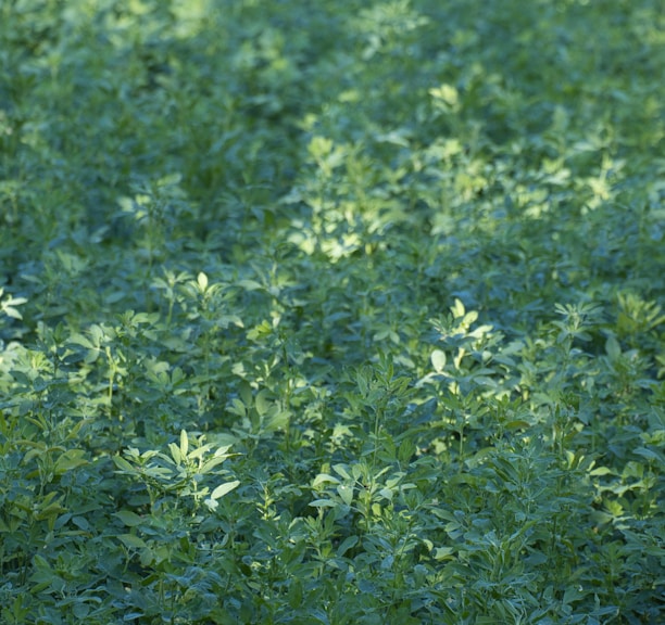 green grass field during daytime
